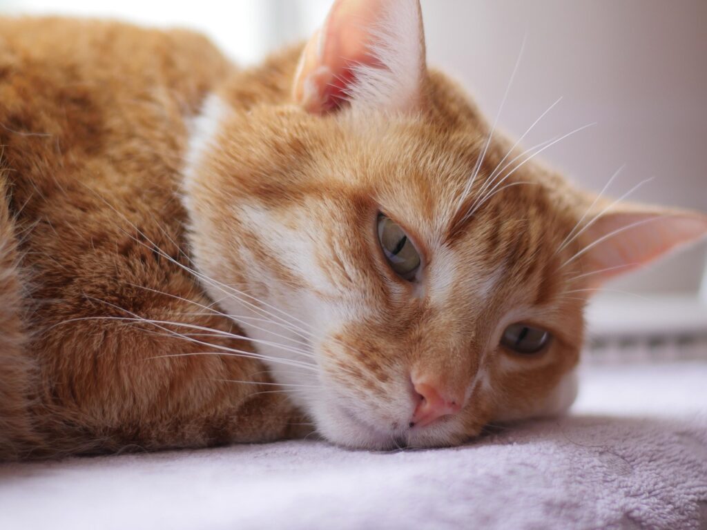 cute cat, sleepy, animal, nature, kitten