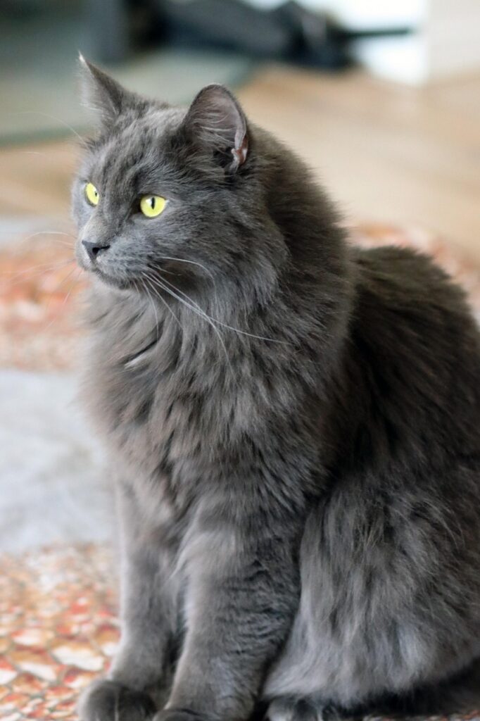 cat, pet, feline, animal, gray cat, indoors, nature, home